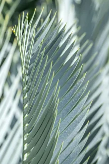 Images Dated 22nd January 2021: Date palm