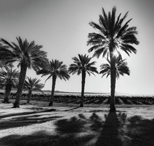 Images Dated 4th November 2024: Date Palms, California