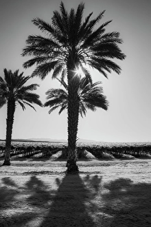 Images Dated 4th November 2024: Date Palms, California