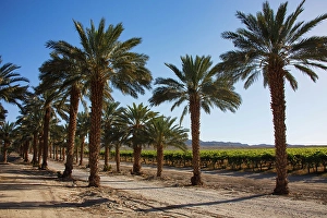 Images Dated 4th November 2024: Date Palms, California