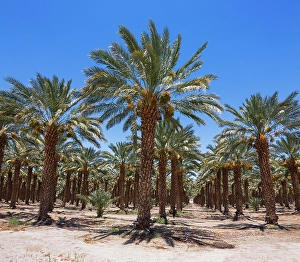 Images Dated 4th November 2024: Date Palms, Coachella Valley, California, USA