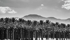 Images Dated 4th November 2024: Date Palms, Coachella Valley, California, USA