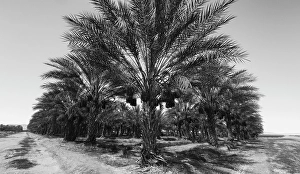 Images Dated 4th November 2024: Date Palms, Coachella Valley, California, USA
