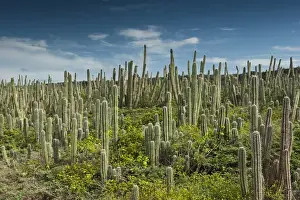 Cactus Prints: Datu Cactus (Ritterocereus griseus) Slagbaai National Park BONAIRE, Netherlands Antilles