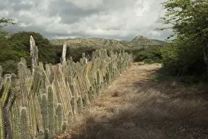 Datu Candle Cactus Fence (Ritterocereus griseus) BONAIRE, Netherlands Antilles