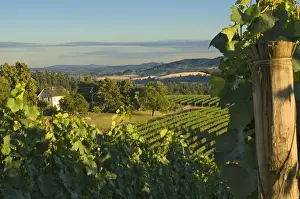 Distant Prints: David Hill Vineyard & Winery in historic farmhouse built in 1883 near Forest Grove