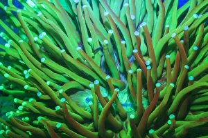 Images Dated 21st September 2015: Day Fluorescing