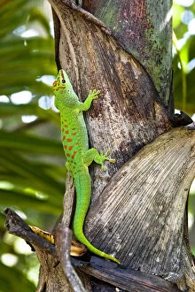 Images Dated 23rd June 2006: A day gecko crawls up a palm tree. Native to Madagascar. Phelsuma madagascariensis