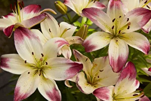 Rick A Brown Prints: Day lilies in the backyard