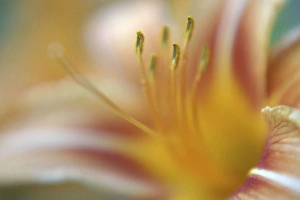 Daylily Prints: Day lily abstract