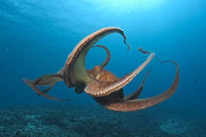 Images Dated 1st January 1980: Day Octopus (Octopus cyanea) near Kona, Big Island, Hawaii