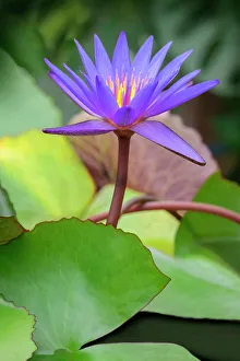 Aquatic Prints: Day water lily