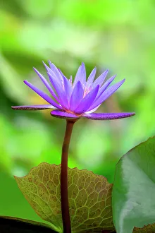 Aquatic Prints: Day water lily