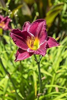 Botanical Prints: daylily, USA