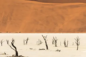 Dead acacia trees in Deadvlei, Sossusvlei, Namib-Naukluft National Park, southern Narim Desert