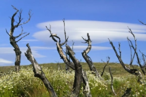 Dead burned tree with dramatic clouds in the blue sky, Torres del Paine National Park