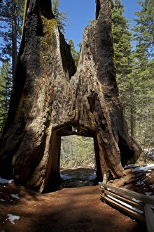 Path Prints: Dead Giant Tunnel Tree, Tuolumne Grove