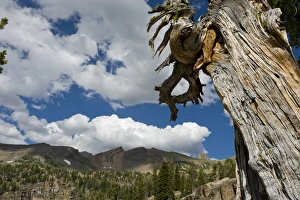 Subalpine Prints: Dead Limber Pine, Pinus flexilis