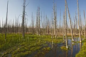 Wet Land Prints: Dead lodgepole pines in marsh, Yellowstone National Park, Wyoming, USA