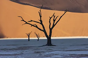Dead silhouetted trees in Deadvlei, Sossusvlei, Namibia