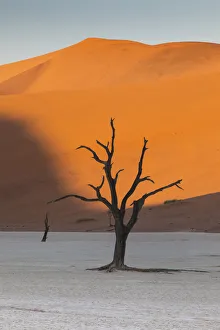 Dead Prints: Dead silhouetted trees in Deadvlei, Sossusvlei, Namibia