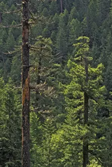 Old Growth Prints: Dead snag in old growth (Ancient) Forest in Willamette National Forest near Little North Fork