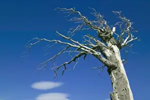 Images Dated 24th April 2009: Dead tree against blue sky, Torres del Paine National Park, Patagonia, Chile