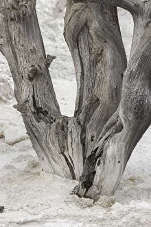 Geothermal Prints: Dead tree, Canary Spring, Mammoth Hot Springs, Yellowstone National Park, Wyoming