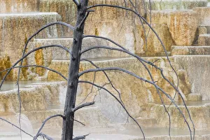 Dead Prints: Dead tree and colorful terrace