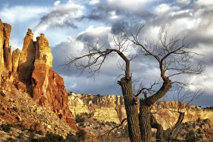 Vivid Prints: Dead tree and Fall Colors in New Mexico, USA