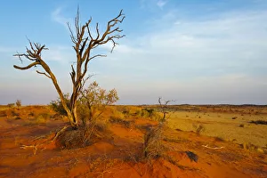 South Africa Prints: Dead tree on red sand desert, Kgalagadi Transfrontier Park, South Africa