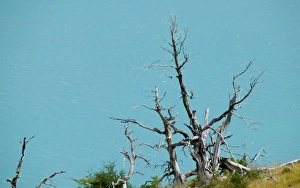 Dead tree against turquoise water, Rio Grey, Torres del Paine National Park, Patagonia