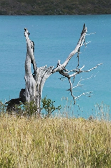 Dead tree against turquoise water, Rio Grey, Torres del Paine National Park, Patagonia