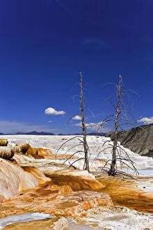 Two dead trees atop Canary Spring, Mammoth Hot Springs, Yellowstone National Park, Montana