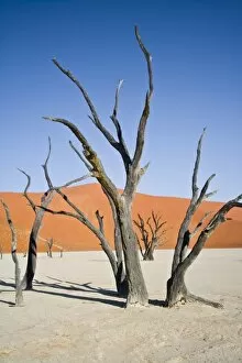 Images Dated 16th September 2007: Dead trees at Deadvlei, Namib-Nauklift NP, Namibia