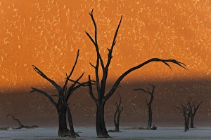 Dead Prints: Dead trees in dry clay pan, Dead Vlei, Soussusvlei, Namibia, Africa