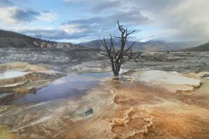 Dead trees entombed in travertine deposits colored by thermophilic bacteria Dead trees entombed in travertine deposits colored by thermophilic bacteria