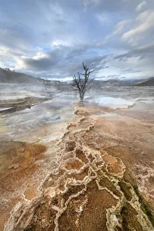 Prints of Dead trees entombed in travertine deposits colored by thermophilic bacteria. Upper Terraces of Mammoth Hot Springs, Yellowstone National Park USA Prints: Dead trees entombed in travertine deposits colored by thermophilic bacteria