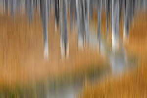 Images Dated 2nd October 2015: Dead trees killed from volcanic hot streams, Yellowstone National Park, Wyoming, USA