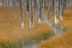 Dead Prints: Dead trees killed from volcanic hot streams, Yellowstone National Park, Wyoming, USA