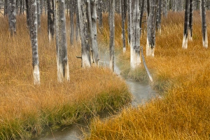 Images Dated 10th October 2015: Dead trees killed from volcanic hot streams, Yellowstone National Park, Wyoming, USA