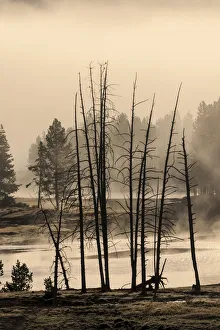 Geothermal Prints: Dead trees near geothermal feature, Yellowstone National Park, Wyoming