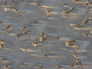 Overseas Territory Prints: Deatails of beach on Saunders Island, South America, Falkland Islands