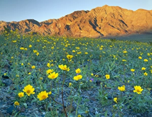 Golden Prints: Death Valley National Park, California. USA. Desert gold (Geraea canescens) & sand verbena