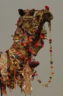 Decorated camel owned by Ashok Shivani Tak who is a keen collector of fine camel trappings