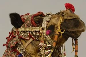 Images Dated 1st November 2006: Decorated camel owned by Ashok Shivani Tak who is a keen collector of fine camel trappings