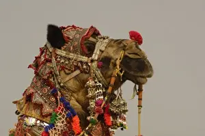 Images Dated 1st November 2006: Decorated camel owned by Ashok Shivani Tak who is a keen collector of fine camel trappings