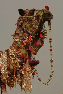 Fair Prints: Decorated camel owned by Ashok Shivani Tak who is a keen collector of fine camel trappings