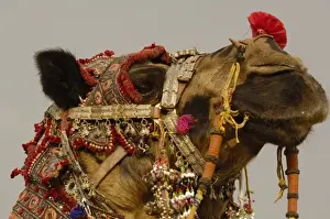 Decorated camel owned by Ashok Shivani Tak who is a keen collector of fine camel trappings