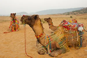 Pack Prints: Decorated camels, Pushkar, Rajasthan, India